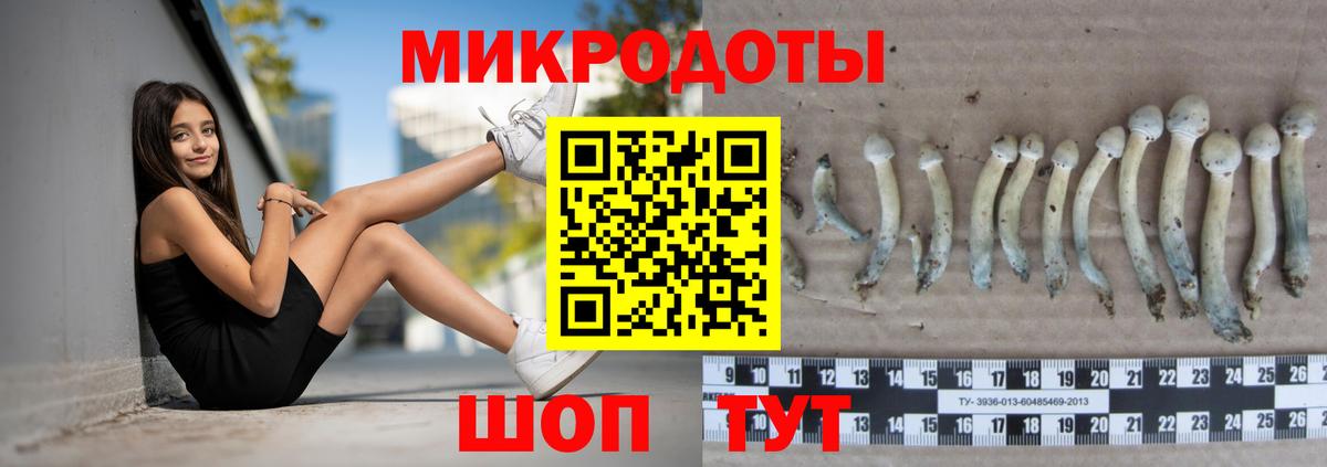 Галлюциногенные грибы Psilocybe Пугачёв
